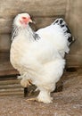 Brown hen looking for food in farm yard. Chickens. Free Range Cock and Hens Royalty Free Stock Photo