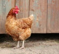 Brown hen looking for food in the farm yard. Chickens. Free Range Cock and Hens Royalty Free Stock Photo