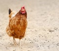 Brown hen looking for food in the farm yard. Chickens. Free Range Cock and Hens Royalty Free Stock Photo