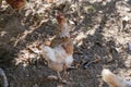 Brown hen looking for food on the ground Royalty Free Stock Photo