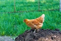 The brown hen looking for food in the ground Royalty Free Stock Photo