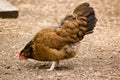 Brown Hen Pecking Royalty Free Stock Photo