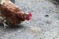 Brown hen pecking corn in the chicken coop