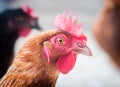 Brown hen portrait Royalty Free Stock Photo