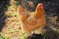 BROWN HEN POSING FOR PORTRAIT