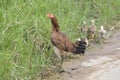 Brown hen Royalty Free Stock Photo