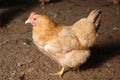 Brown hen Royalty Free Stock Photo