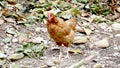 Typical golden hen with red crest Royalty Free Stock Photo