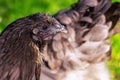 Brown hen, right side close up side photo in garden Royalty Free Stock Photo