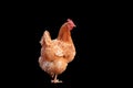 Brown chicken hen standing isolated black background Royalty Free Stock Photo