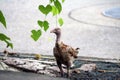 Brown hen standing on Roadside, green leaf and vine, the feathe