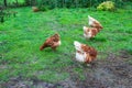 Brown hen walking free on green meadow. Group of chicken feeding in summer garden Royalty Free Stock Photo