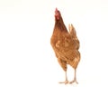 brown hen walking isolated on white, studio shot,chicken