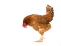brown hen walking isolated on white, studio shot,chicken Royalty Free Stock Photo
