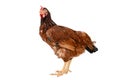 Brown hen walking isolated on white, studio shot,chicken Royalty Free Stock Photo