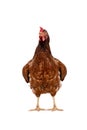 Brown hen walking isolated on white, studio shot,chicken Royalty Free Stock Photo