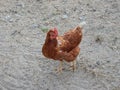 Brown hen in the yard Royalty Free Stock Photo