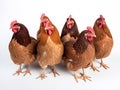 Brown hens, also known as chickens or poultry.