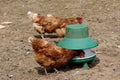 Brown hens in enclosure with feeder Royalty Free Stock Photo