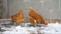 Brown Chickens On The Farm, Selective Focus. Domestic Laying Hens In The Coop. Brown Hens On A Farm In Winter