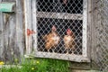 Brown hens observing in chicken coop Royalty Free Stock Photo