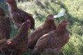 brown hens in a paddock looking for food. Pets walk in the farm yard. Royalty Free Stock Photo