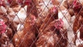 Brown hens with red crests look around each other at the farm