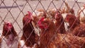 Brown hens with red crests look around each other at the farm