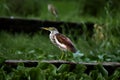 A brown heron