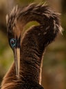 A Brown Heron with fluffy brown feathers and a long beak, and a curved neck.