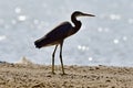 Brown Heron is on the sand near the beach and is getting ready to fly and catch his next fish for lucnh Royalty Free Stock Photo