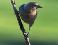 Brown Hesed Cowbird