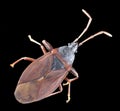 Brown heteroptera isolated on black