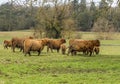 Brown Highland cattle shepherd their young in a field near Market Harborough  UK Royalty Free Stock Photo