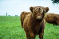 Brown Highland Cow Calf Royalty Free Stock Photo