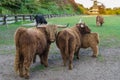 Brown highland cow family portrait, highland cows standing in the pasture together Royalty Free Stock Photo