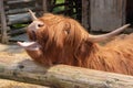 Brown highland cow in Scotland with open mouth Royalty Free Stock Photo