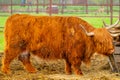 Brown highland Scottish cow. Royalty Free Stock Photo