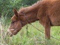 Brown hinny grazzing in a field Royalty Free Stock Photo