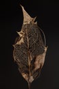 Brown Holly Leaf Decomposed