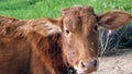 Brown holstein cow looking at camera. Indian cow tied in agriculture farm house and grazing in grass background Royalty Free Stock Photo