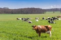 Brown Holstein cow standing in the hills of Gaasterland Royalty Free Stock Photo