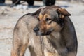 Brown homeless cute dog stained his nose in the sand