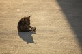 A brown homeless dog on the road with sunlight