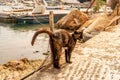 Brown homeless erect grumpy cat with yellow eyes walking on the pier in Finikas Port, Greece