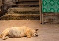 Brown homeless Thai dog sleep on the side street