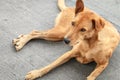 Brown homeless Thai dog on the street