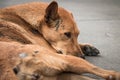 Brown homeless Thai dog on the street