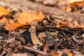 Brown honey agaric mushrooms grow near a log tree among the fallen autumn leaves of the forest Royalty Free Stock Photo