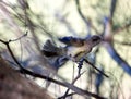 Brown Honeyeater